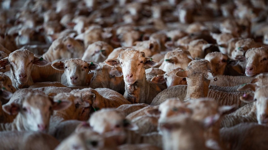Hundreds of sheep being held in an open air shed, waiting for export.