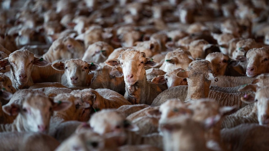 Image of hundreds of sheep being held in an open air shed, waiting for export.