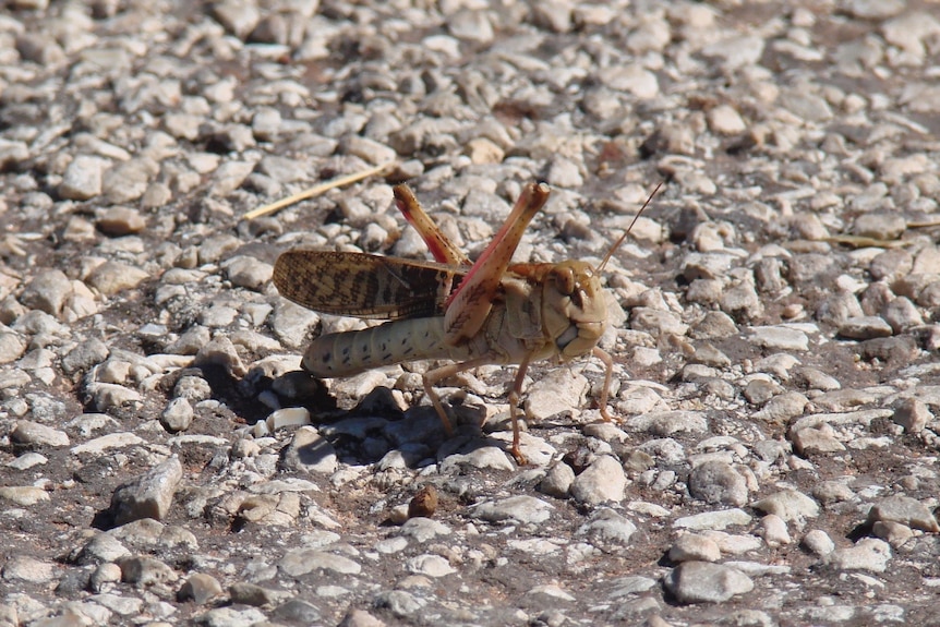 A yellow-winged locust
