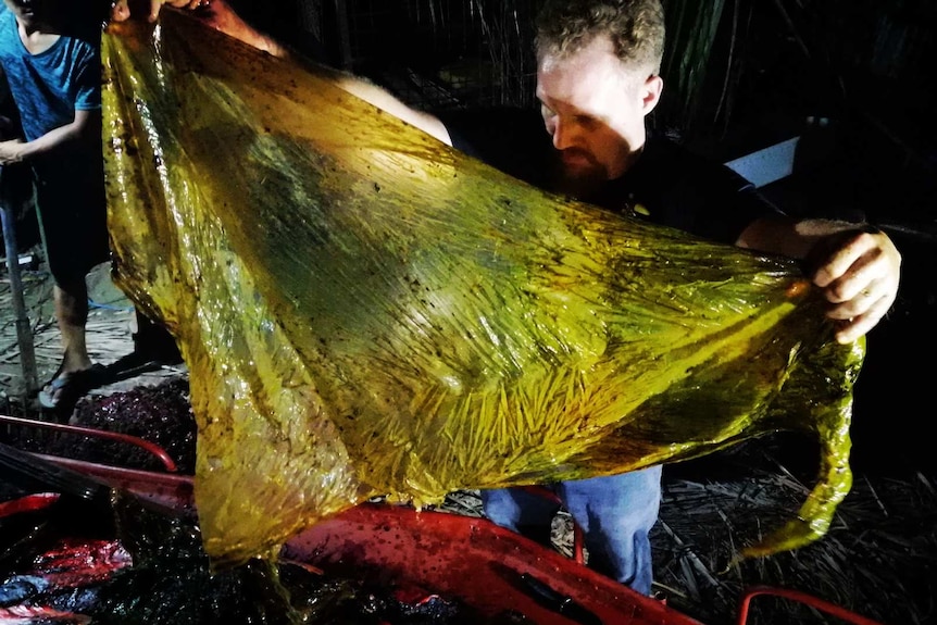 A man displays a large plastic bag he has removed from the stomach of a dead whale