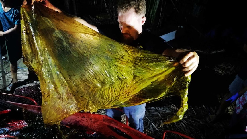 A man displays a large plastic bag he has removed from the stomach of a dead whale