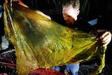 A man displays a large plastic bag he has removed from the stomach of a dead whale