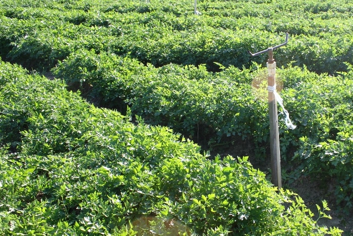 A crop of parsley