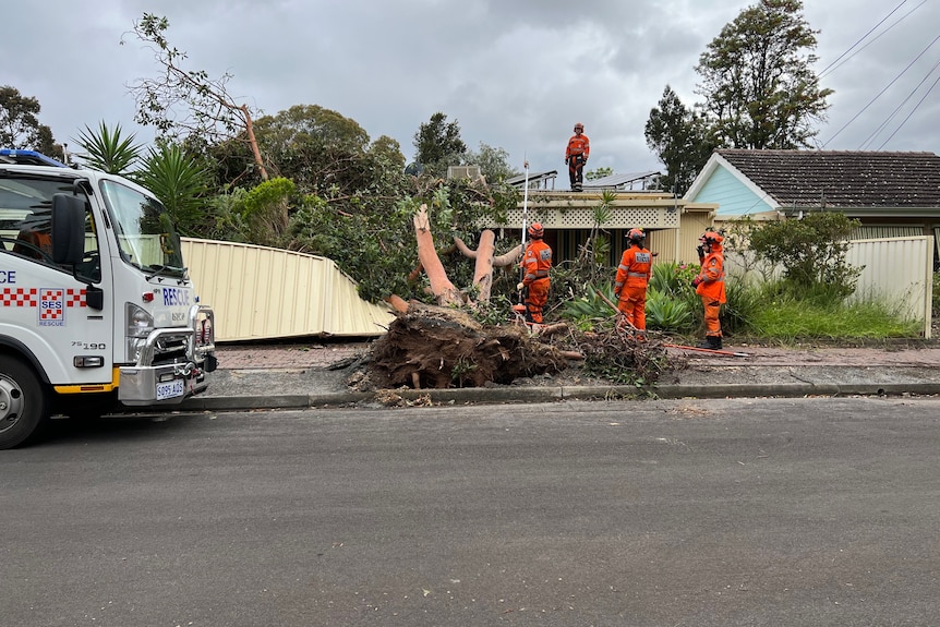 Three people in high-vis clothes on the ground and one on the roof of a property next to a fallen tree