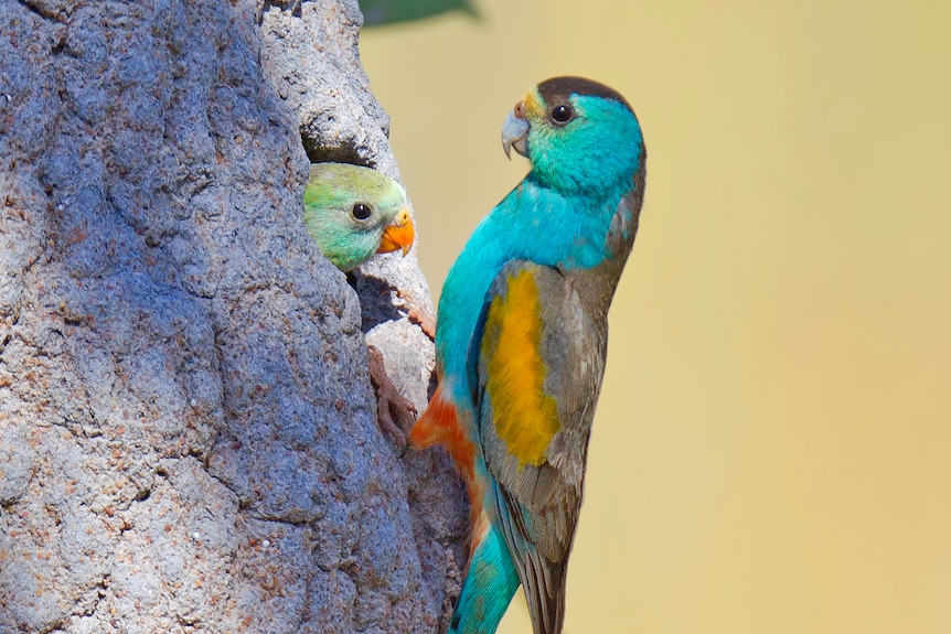 Two colourful parrots perched on a termite mound nest
