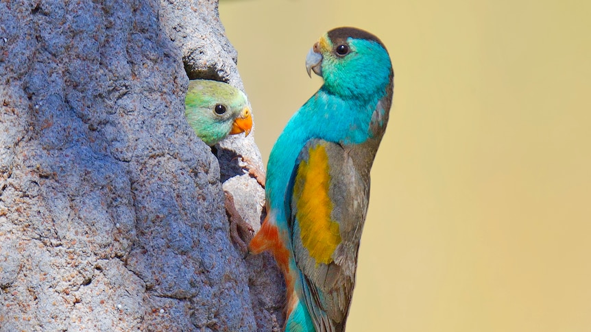 Two colourful parrots perched on a termite mound nest.