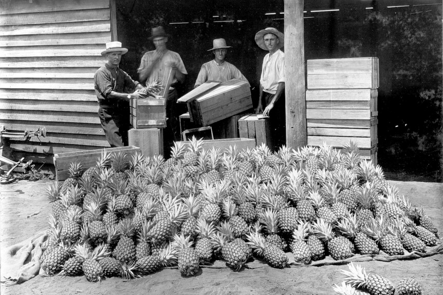 A black and white photo of men and standing with wooden crates in front of a pile of pineapples in 1920.