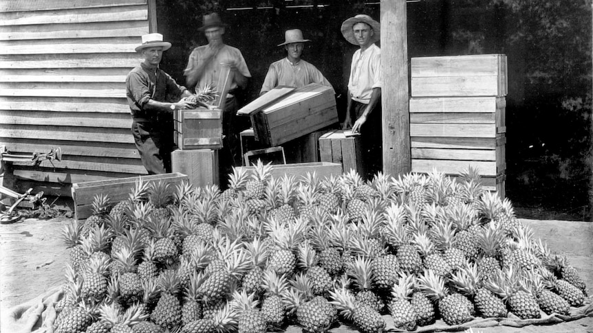 A black and white photo of men and standing with wooden crates in front of a pile of pineapples in 1920.