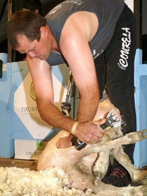 Australian shearer Shannon Warnest