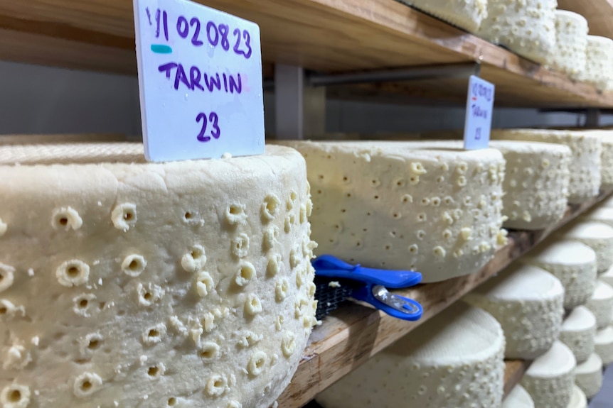 Wheel of Tarwin cheese with hundreds of holes on shelf