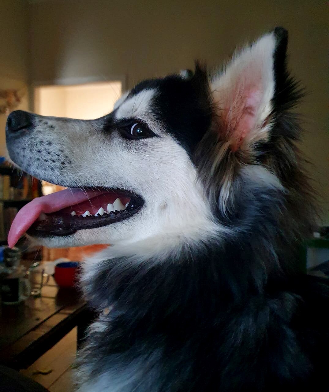 The side profile of a dog's face as it looks at the camera