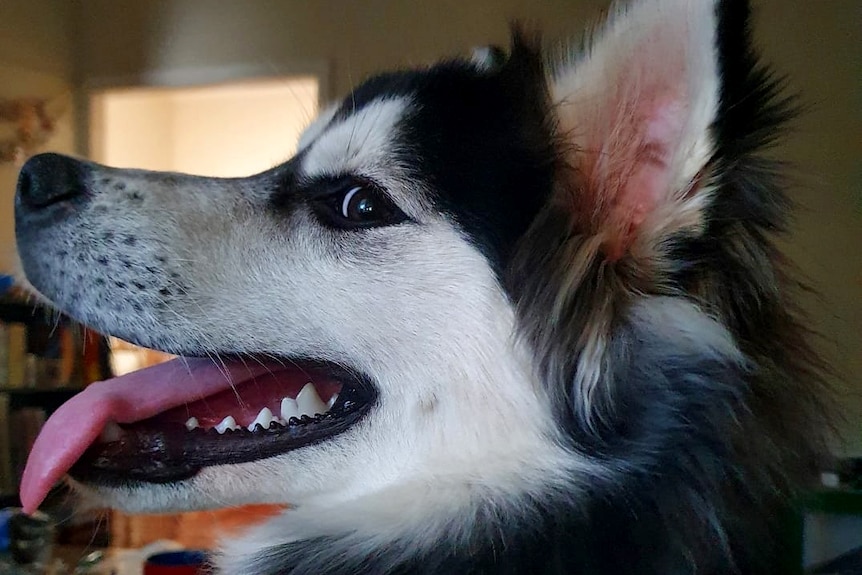 The side profile of a dog's face as it looks at the camera