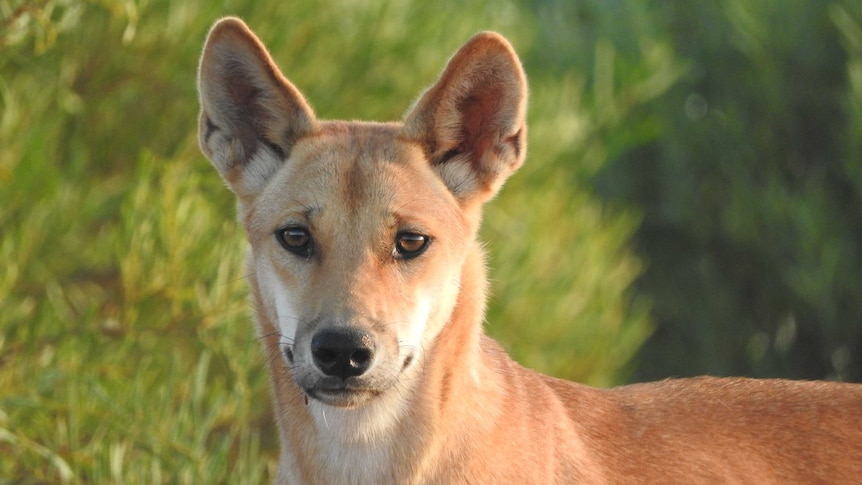 A dingo looks into the camera.
