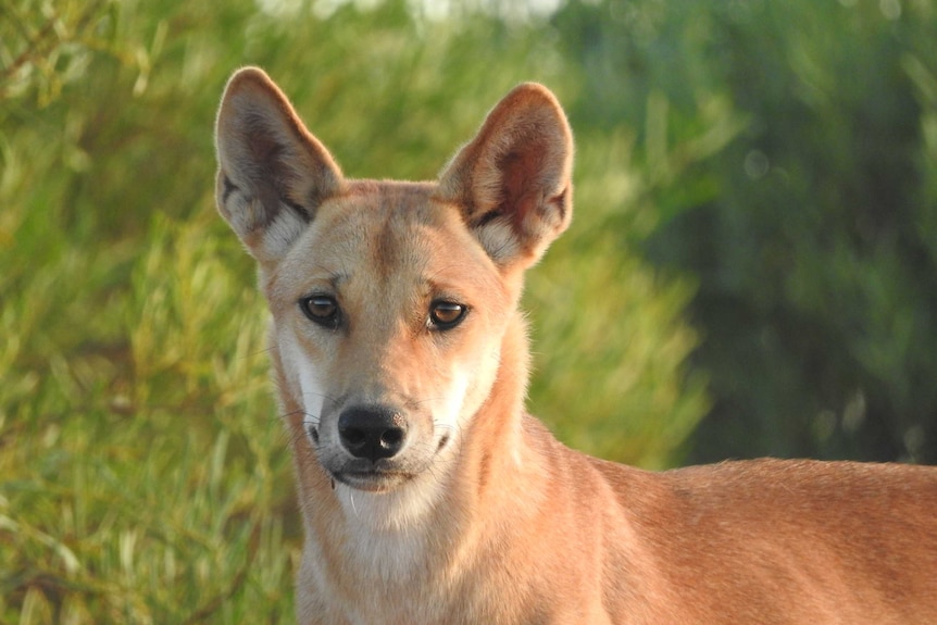 A dingo in the Strzelecki Desert in central Australia