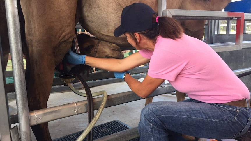 In the US, camel milk can sell up to $US40 a litre at health food stores.