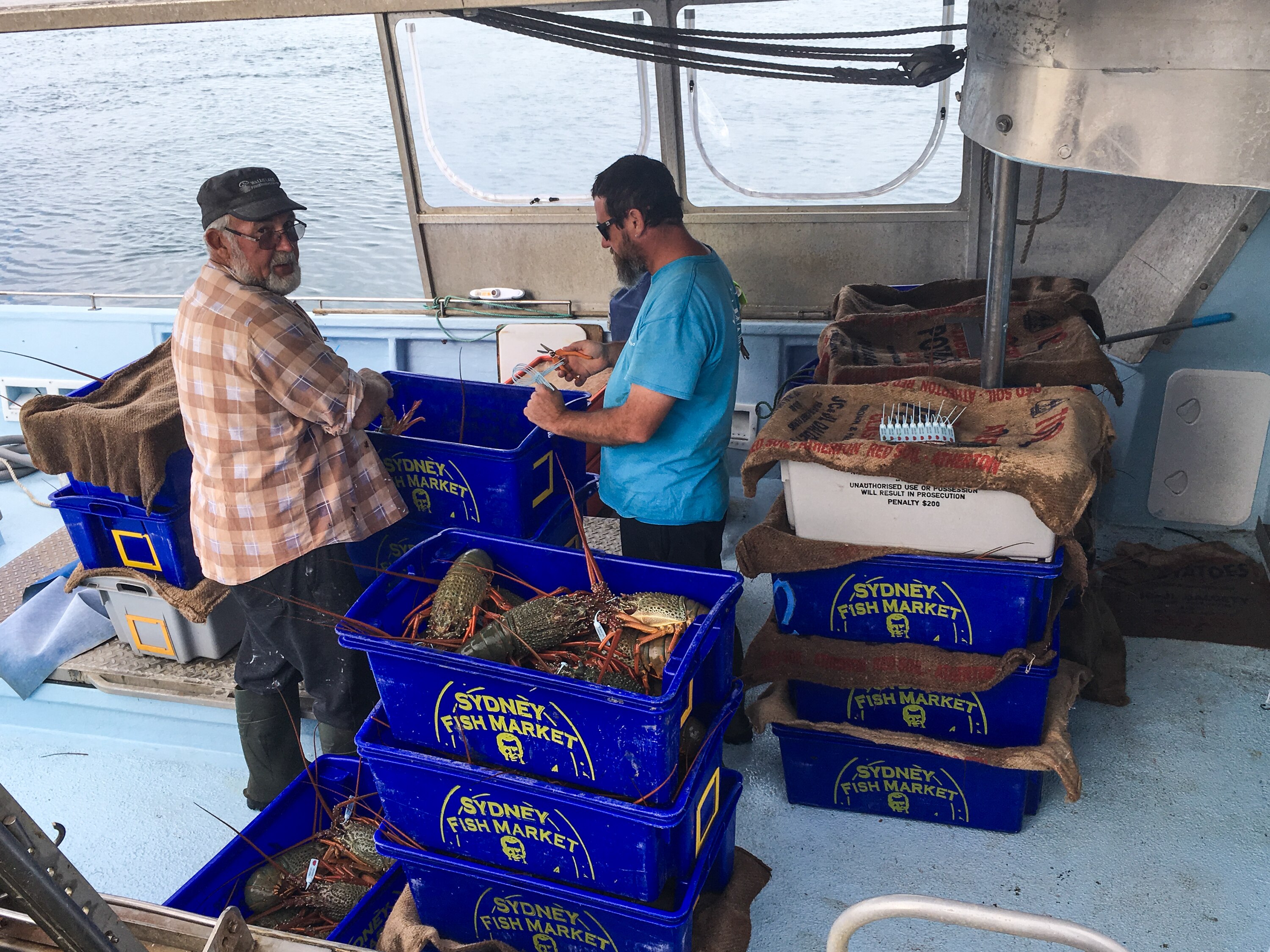 Dos hombres en un bote de pesca con cajas de grandes langostas de roca oriental.