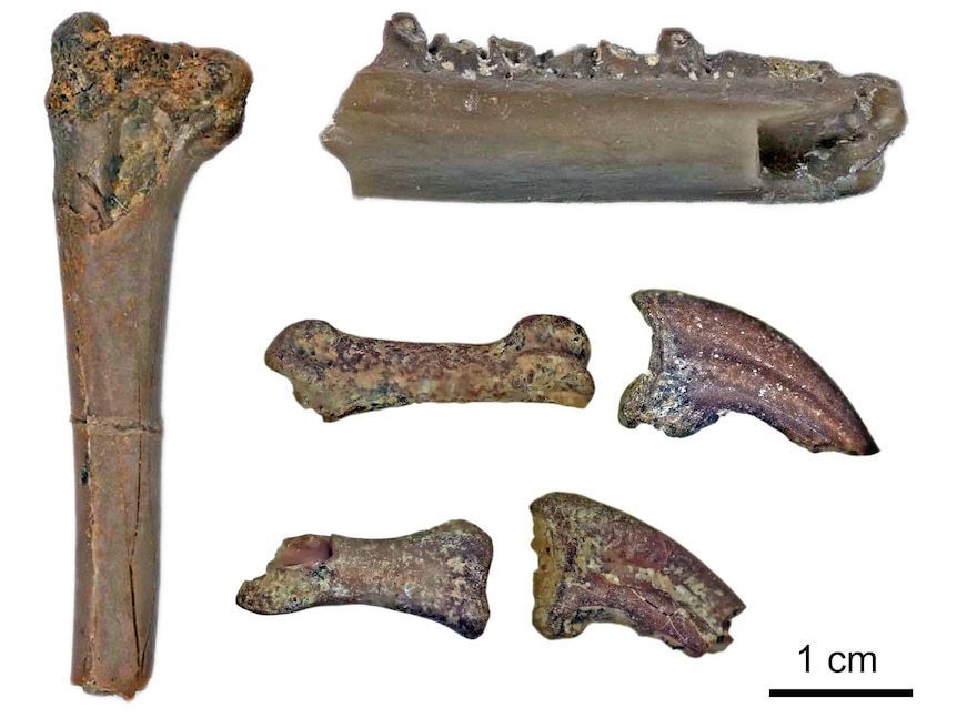 Nanantius eos bones