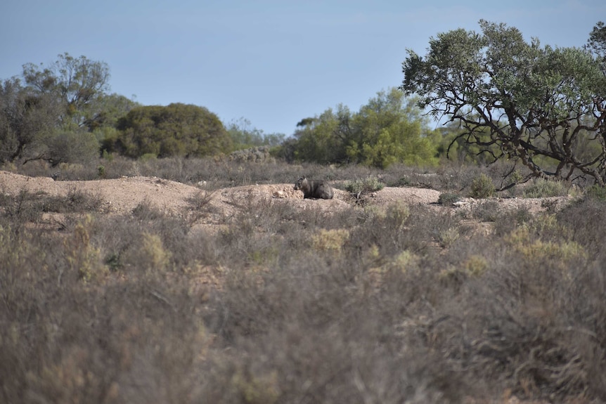 A wombat sits on dirt surrounded by scrub and native trees beneath a clear blue sky