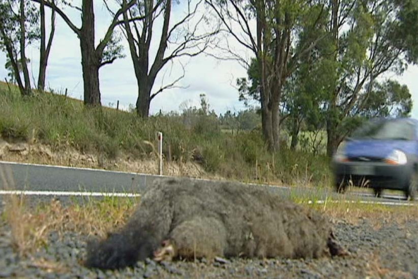 A dead possum lies on the side of a Tasmanian road as a car approaches.