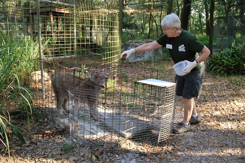 Grey-haired woman wearing green shirt gives raw meat to a big cat in a cage