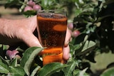 A man's hand showing a close up of apple cider bubbling in a glass with apples in the background