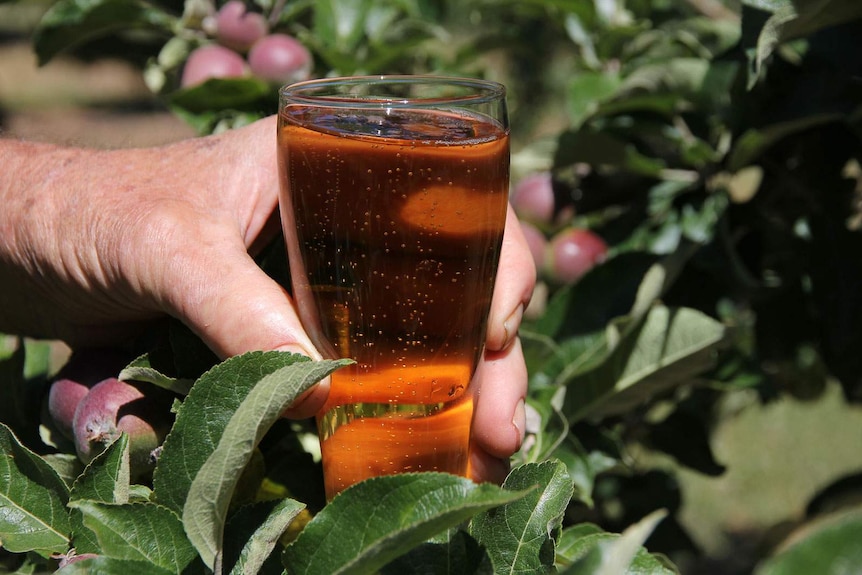A man's hand showing a close up of apple cider bubbling in a glass with apples in the background