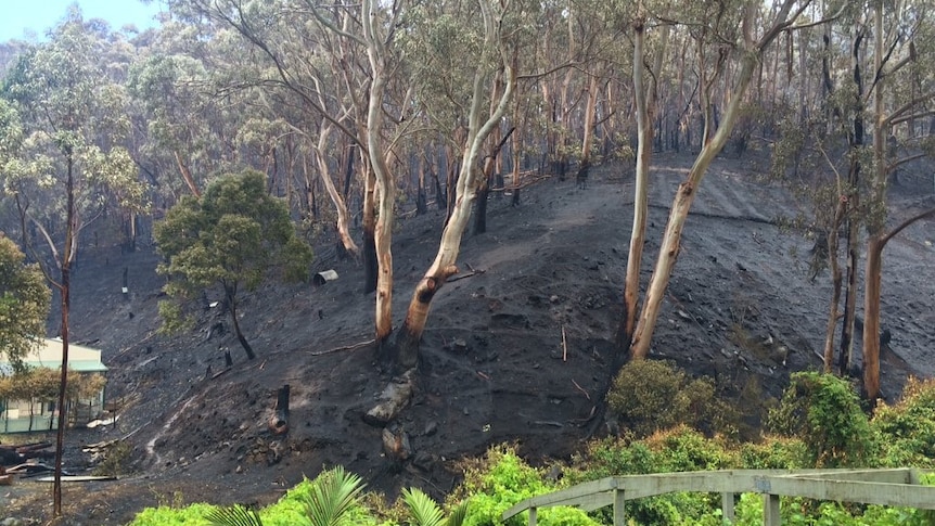 The scorched vinyard on Tom Jacobs' property