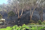 The scorched vinyard on Tom Jacobs' property
