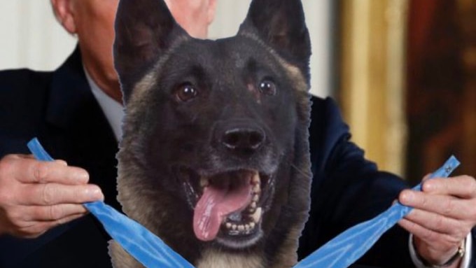 Donald Trump standing behind a military dog and placing a blue Medal of Honour around its neck.