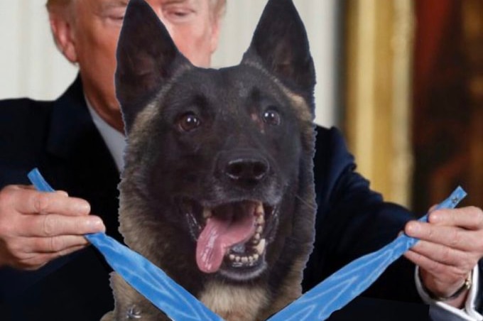 Donald Trump standing behind a military dog and placing a blue Medal of Honour around its neck.