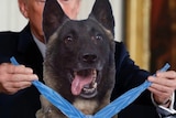 Donald Trump standing behind a military dog and placing a blue Medal of Honour around its neck.