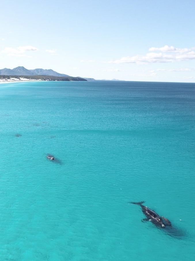 Whales are in a line in the water, mountains are in the background