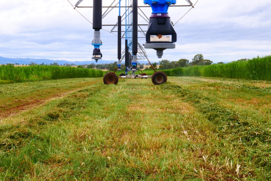 An irrigation tap over a cannabis crop.