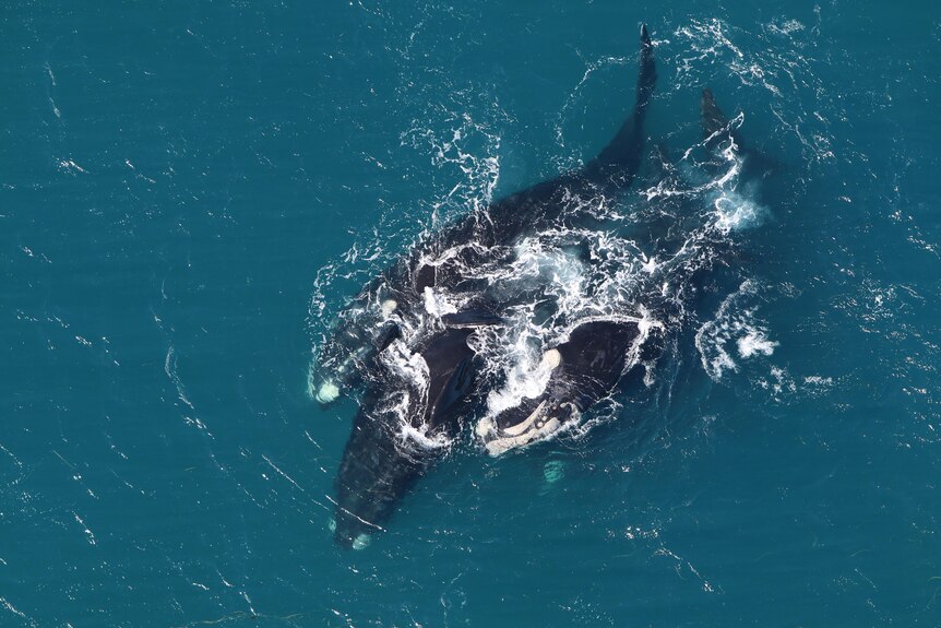 Three southern right whales swimming together 