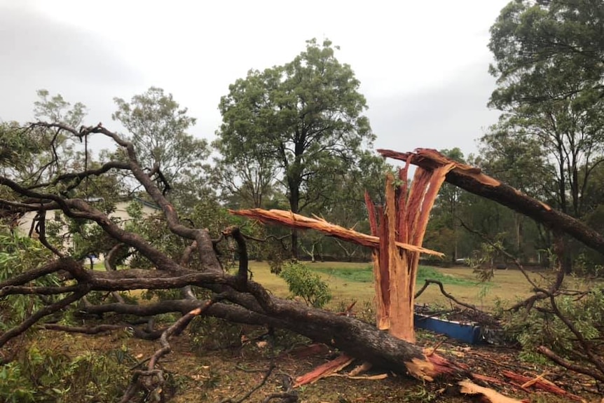 A tree recently struck by lighting is snapped with the trunk debarked and split and the branches lying nearby