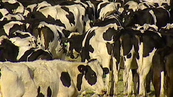 Dairy cows on an Australian farm