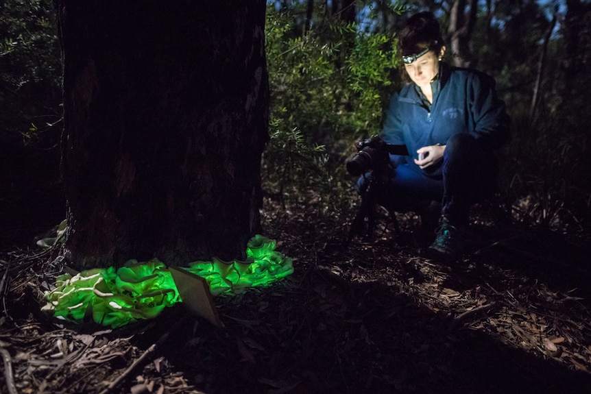 Karyn Thomas photographs ghost mushrooms in a forest.