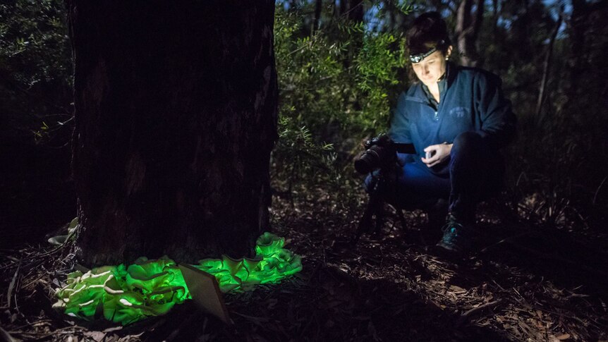 Karyn Thomas photographs ghost mushrooms in a forest.