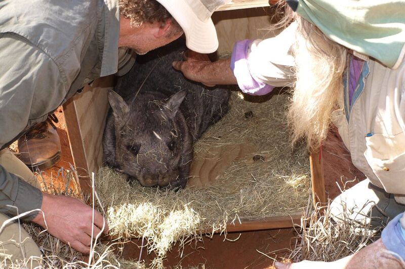 A northern hairy-nosed wombat is moved to the Richard Underwood Nature Refuge near St George.