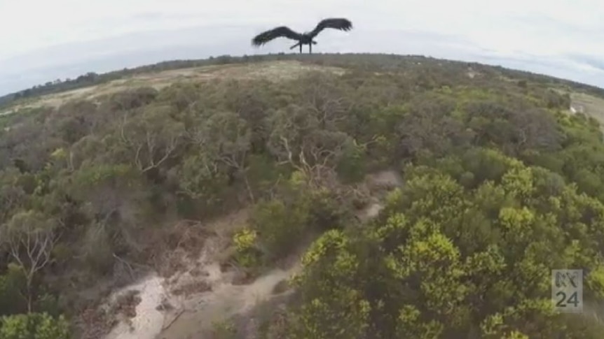 Wedge-tailed eagles target mining drones