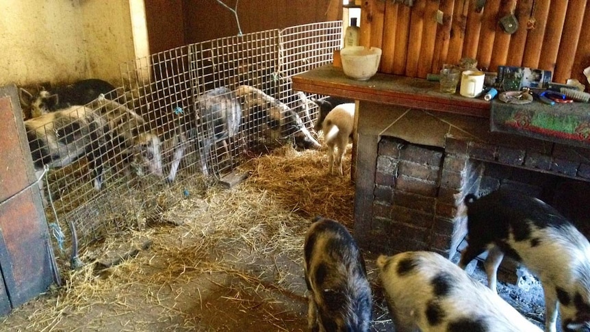 The local council has given the woman a week to move all her pigs, bar 10 out of the house.