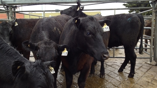 Beef cattle in saleyards