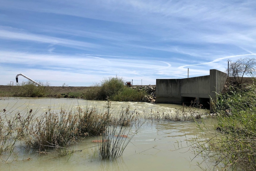 A 32,000 megalitre environmental water flow passing through the South Caira Channel in the Nimmie-Caira wetland in NSW