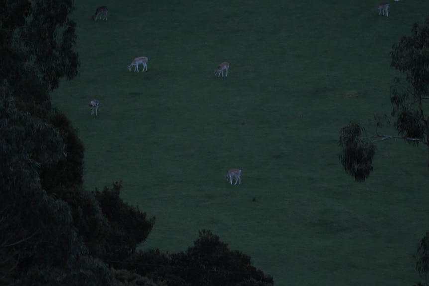 a group of deer graze on a paddock surrounded by trees