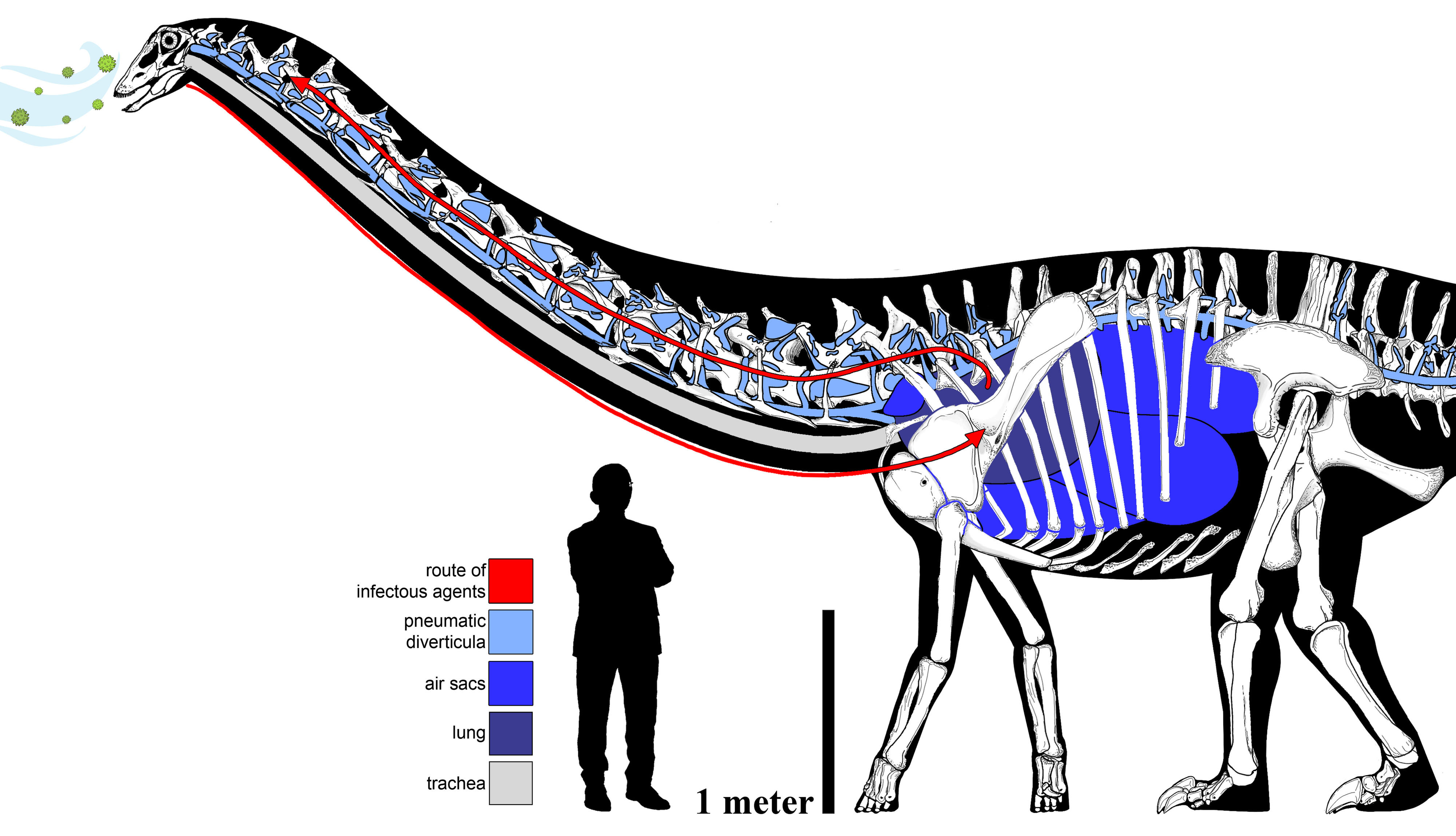 Illustration of a long-necked dinosaur standing next to a human