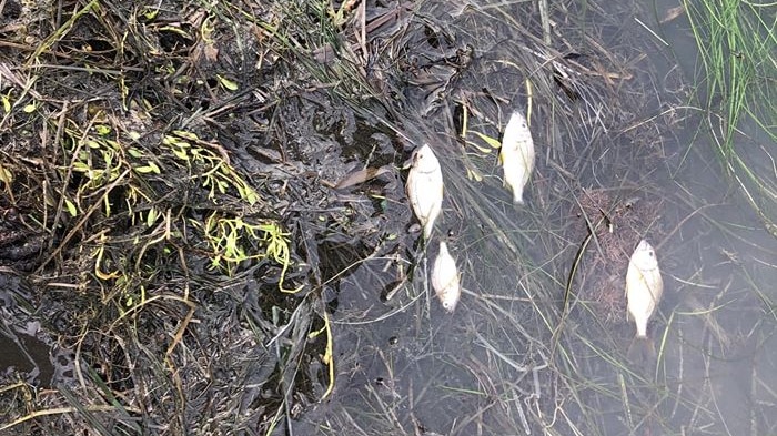 Dead fish lie in the shallows of a river.