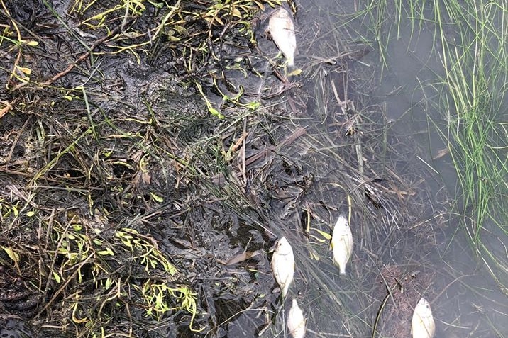 Dead fish lie in the shallows of a river.
