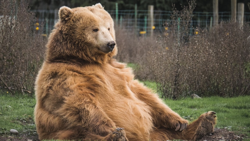 A large brown bear sits peacefully in a field