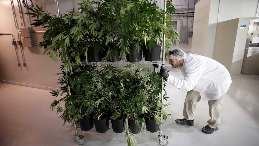 Marijuana optimistic about legalisation of recreational cannabis Australia - ABC