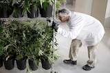 A worker pushes a cart of marijuana plants.
